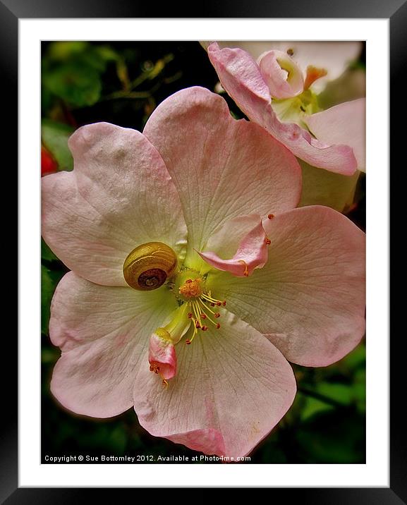 Snail hanging onto pink flower Framed Mounted Print by Sue Bottomley