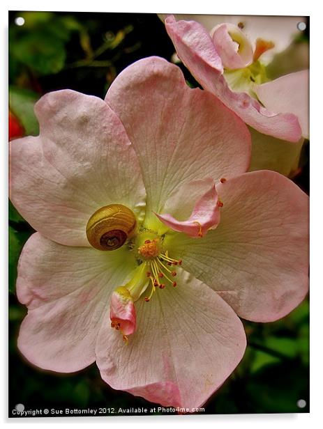 Snail hanging onto pink flower Acrylic by Sue Bottomley