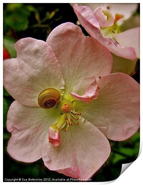 Snail hanging onto pink flower Print by Sue Bottomley