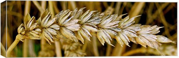 Corn leaved behind after harvesting Canvas Print by Sue Bottomley