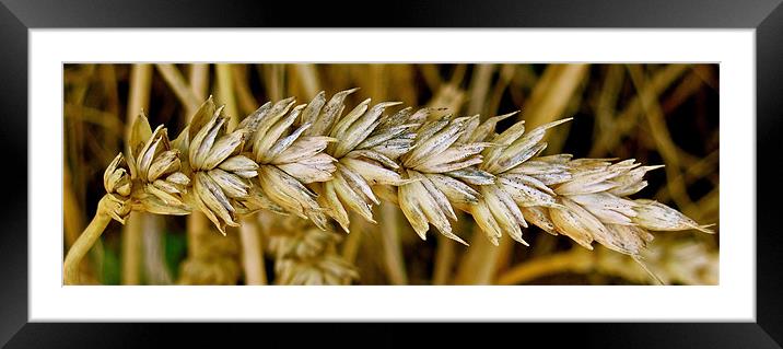 Corn leaved behind after harvesting Framed Mounted Print by Sue Bottomley