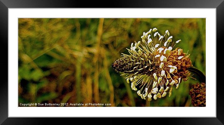 Weed looking beautiful Framed Mounted Print by Sue Bottomley