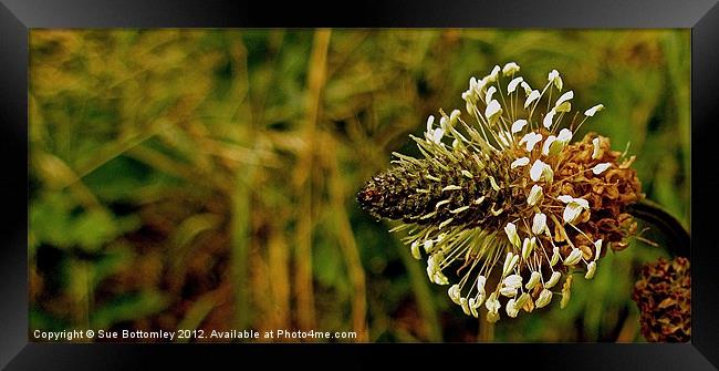 Weed looking beautiful Framed Print by Sue Bottomley