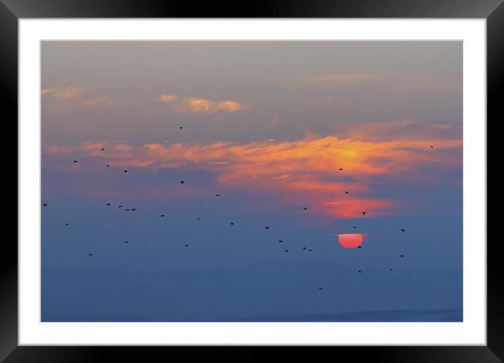 Sunset with birds Framed Mounted Print by Cristian Mihaila