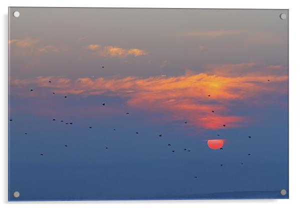 Sunset with birds Acrylic by Cristian Mihaila