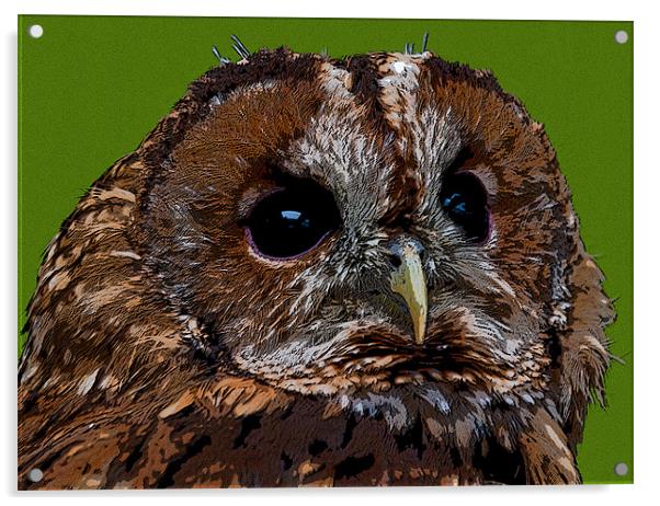 OWLY Acrylic by CATSPAWS 