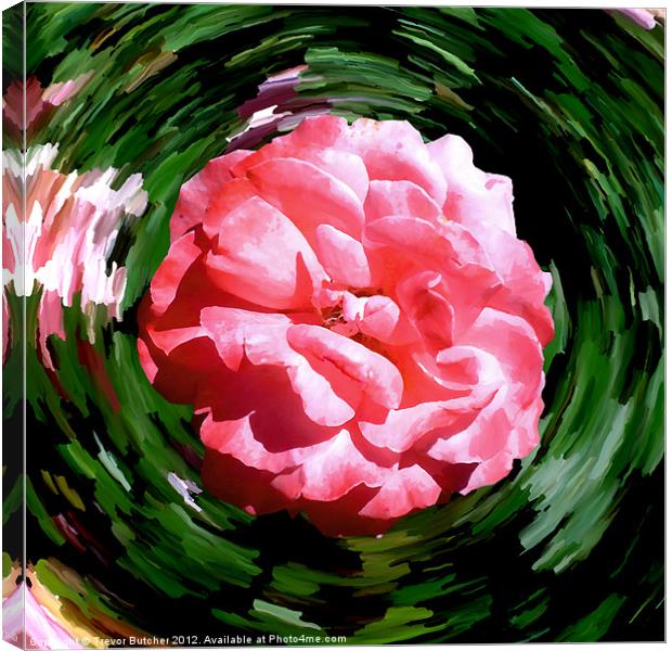 Spin Rose Canvas Print by Trevor Butcher