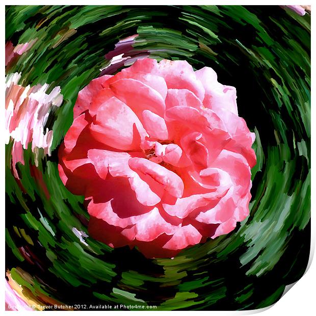 Spin Rose Print by Trevor Butcher
