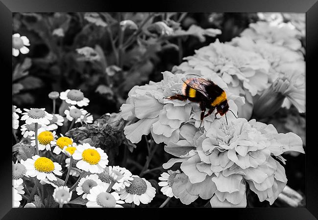 Bumble Bee. Framed Print by Lee Daly