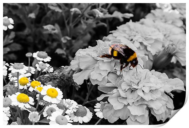 Bumble Bee. Print by Lee Daly