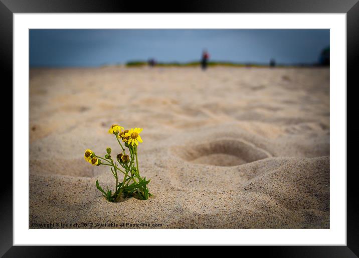 Yellow wild flowers. Framed Mounted Print by Lee Daly