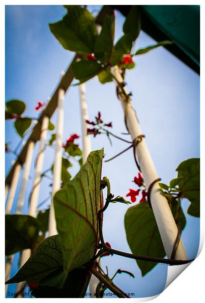 Runner beans in captivity. Print by Lee Daly