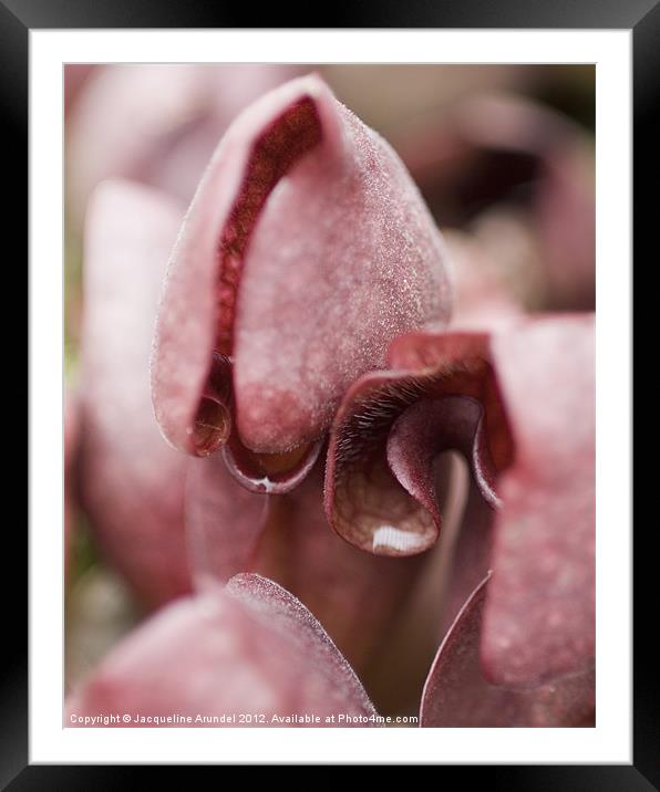 Sarracenia Purpurea Pitcher Plant Framed Mounted Print by Jacqueline Love