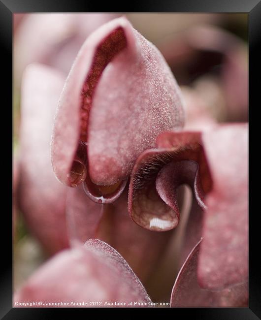 Sarracenia Purpurea Pitcher Plant Framed Print by Jacqueline Love