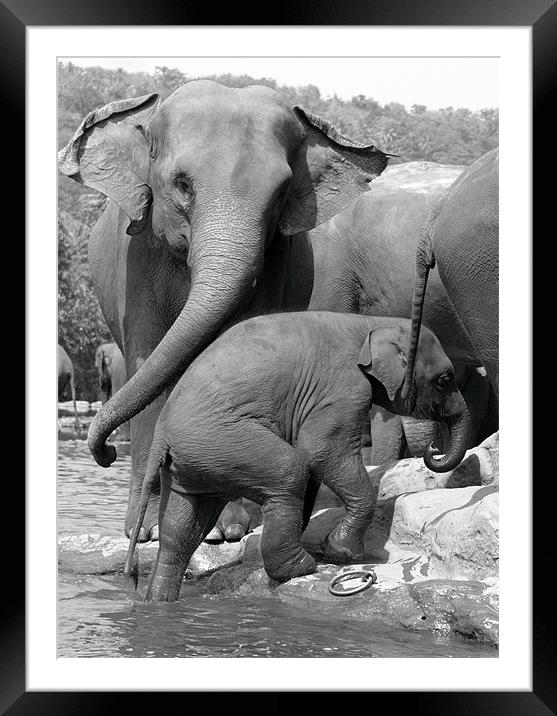 Sri Lankan Elephant mum & baby. Framed Mounted Print by Debbie Metcalfe