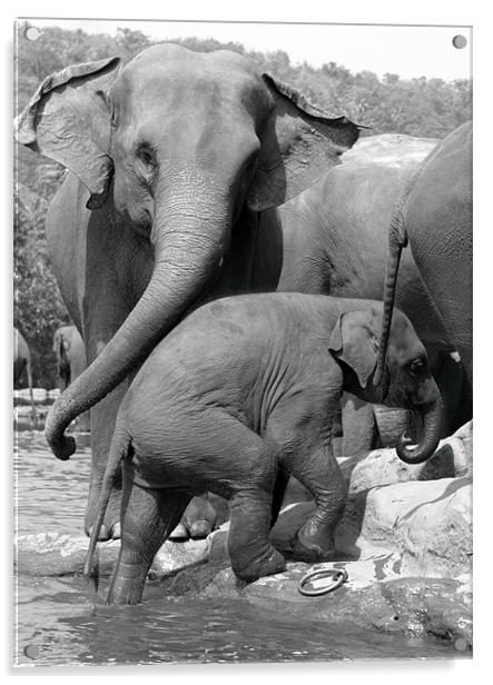 Sri Lankan Elephant mum & baby. Acrylic by Debbie Metcalfe