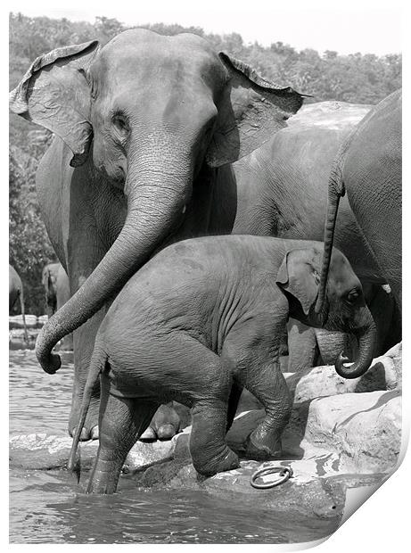 Sri Lankan Elephant mum & baby. Print by Debbie Metcalfe