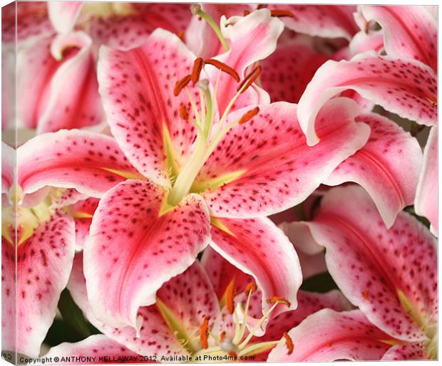 PINK LILLIES Canvas Print by Anthony Kellaway