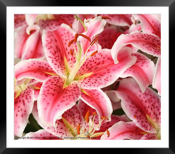 PINK LILLIES Framed Mounted Print by Anthony Kellaway