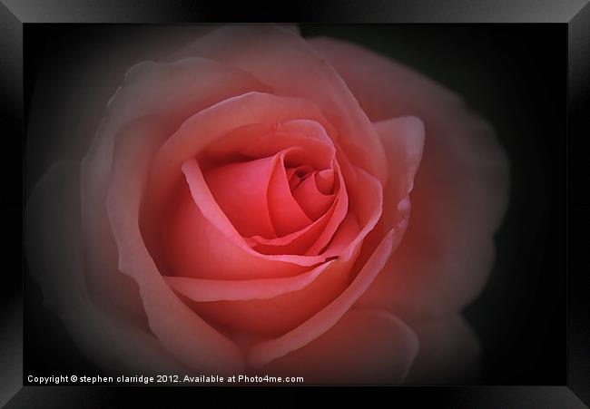 English Red Rose Framed Print by stephen clarridge