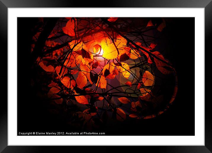 Autumn Birch Leaves...misc  Framed Mounted Print by Elaine Manley