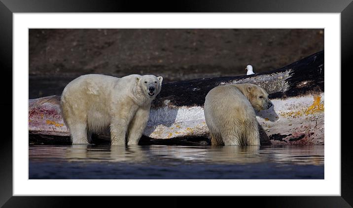 Polar Bears Framed Mounted Print by Gail Johnson