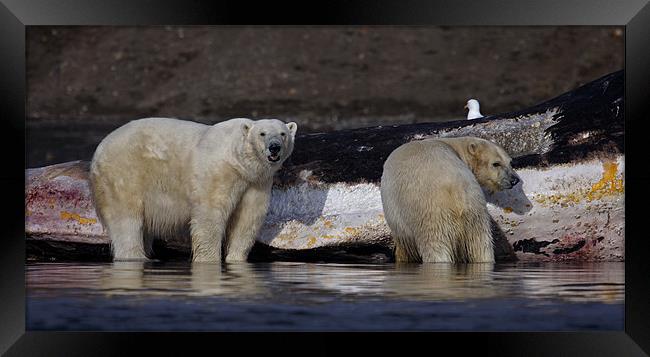 Polar Bears Framed Print by Gail Johnson