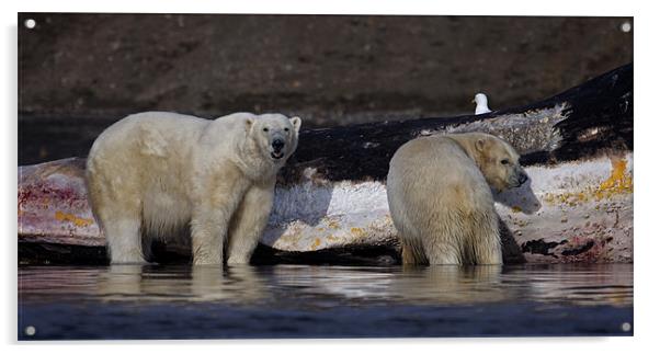 Polar Bears Acrylic by Gail Johnson