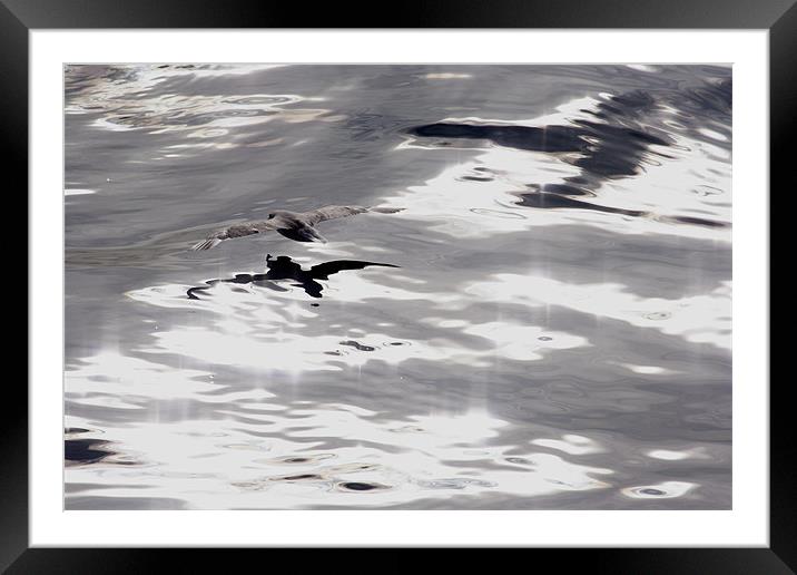 Skua Flying Framed Mounted Print by Gail Johnson