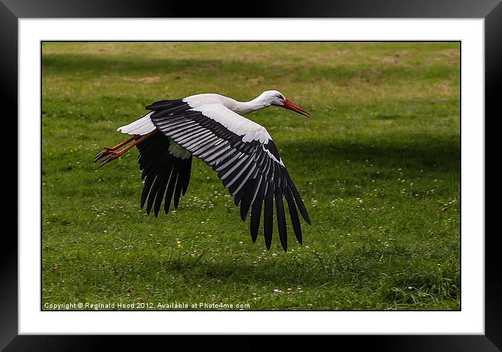 White Stork Framed Mounted Print by Reginald Hood