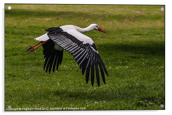 White Stork Acrylic by Reginald Hood