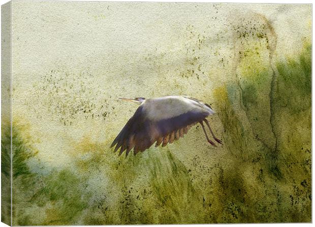 heron in flight Canvas Print by Heather Newton