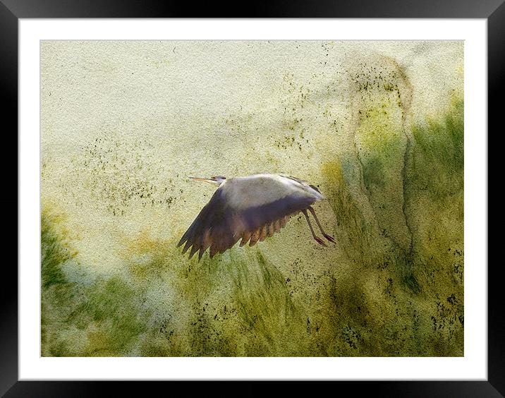 heron in flight Framed Mounted Print by Heather Newton