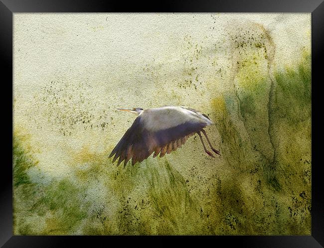 heron in flight Framed Print by Heather Newton