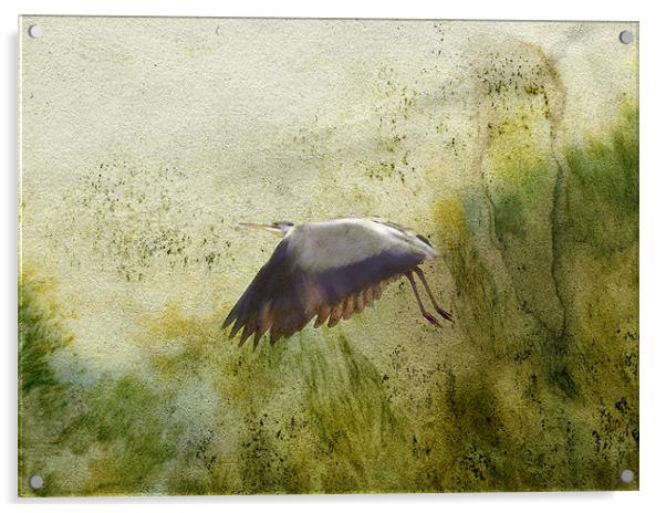 heron in flight Acrylic by Heather Newton