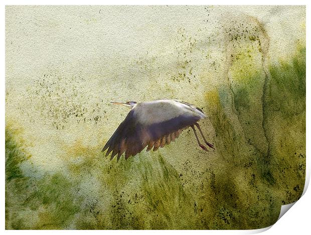 heron in flight Print by Heather Newton