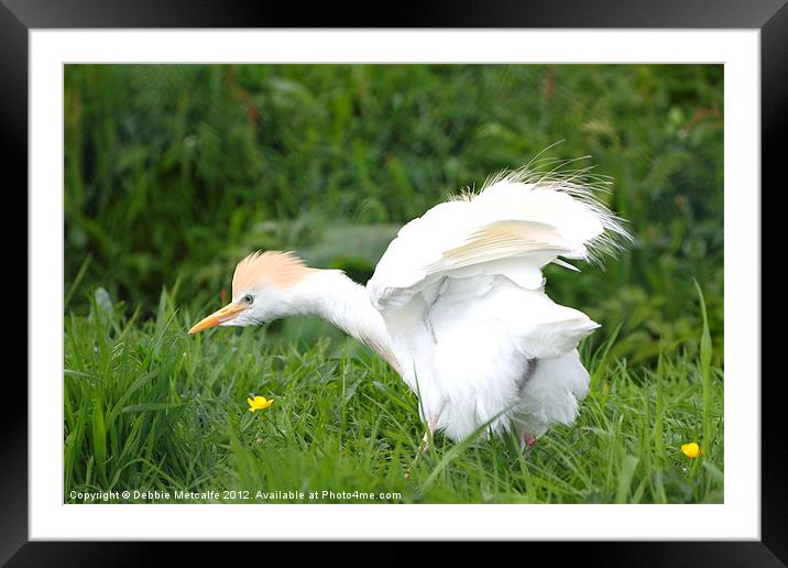 Cattle Egret Framed Mounted Print by Debbie Metcalfe