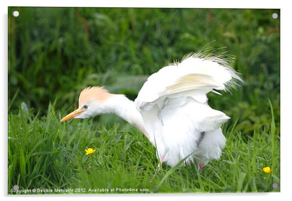 Cattle Egret Acrylic by Debbie Metcalfe
