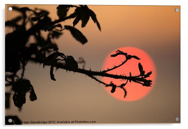 Bramble sunset Japanese style Acrylic by Izzy Standbridge