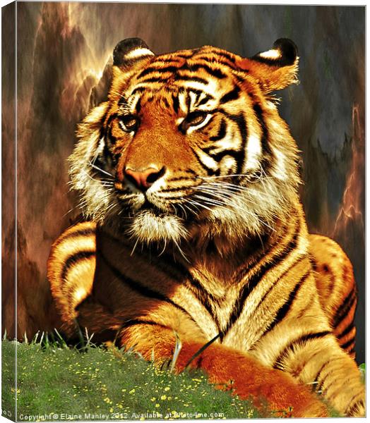 Tiger Beauty      Animal Canvas Print by Elaine Manley
