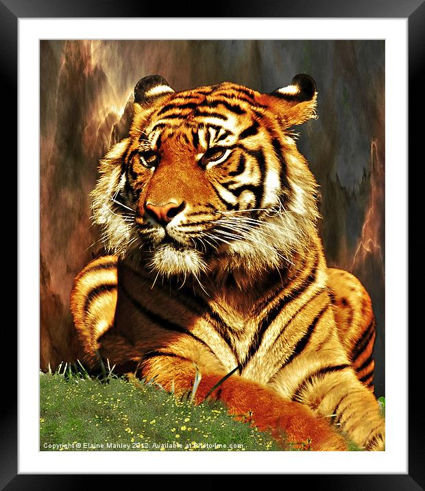Tiger Beauty      Animal Framed Mounted Print by Elaine Manley