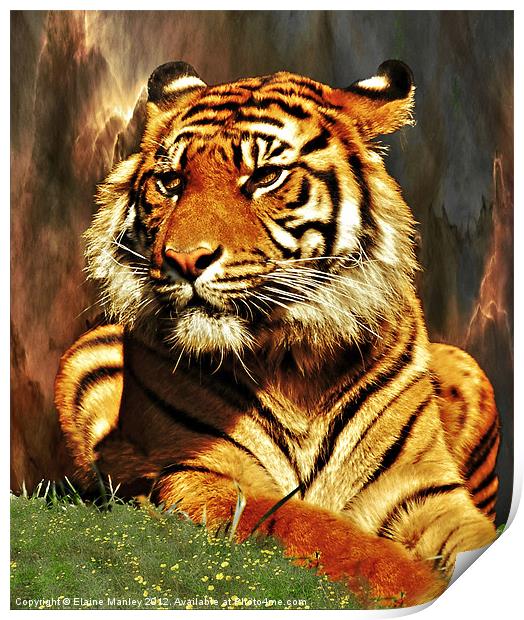 Tiger Beauty      Animal Print by Elaine Manley
