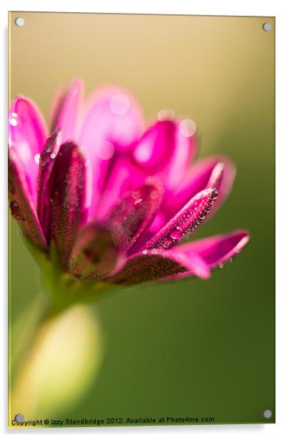 Purple osteospermum with dew Acrylic by Izzy Standbridge