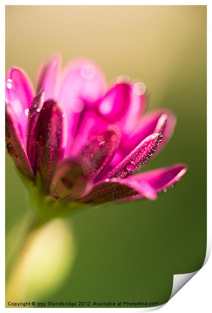 Purple osteospermum with dew Print by Izzy Standbridge