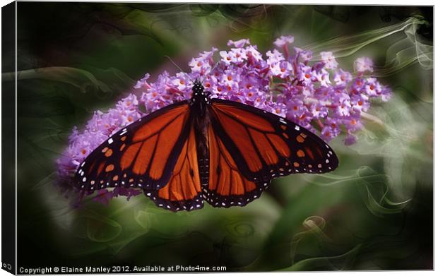  Beautiful Monarch Butterfly Canvas Print by Elaine Manley