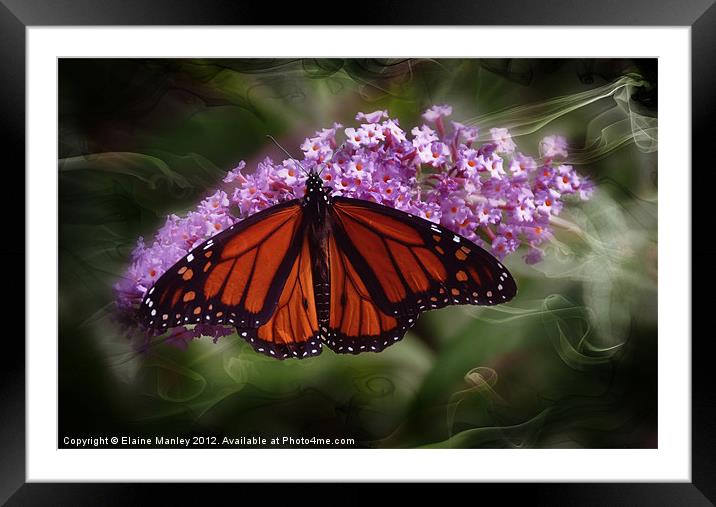  Beautiful Monarch Butterfly Framed Mounted Print by Elaine Manley