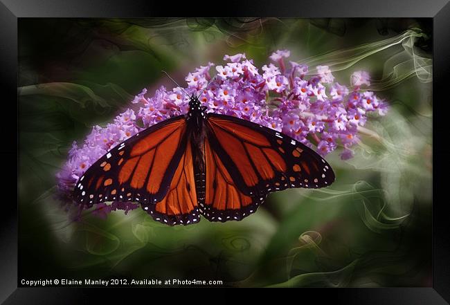  Beautiful Monarch Butterfly Framed Print by Elaine Manley