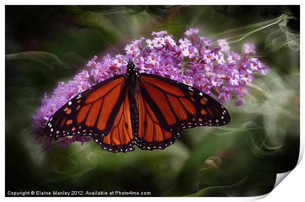  Beautiful Monarch Butterfly Print by Elaine Manley