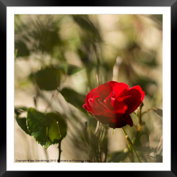 Red rose on the wall Framed Mounted Print by Izzy Standbridge