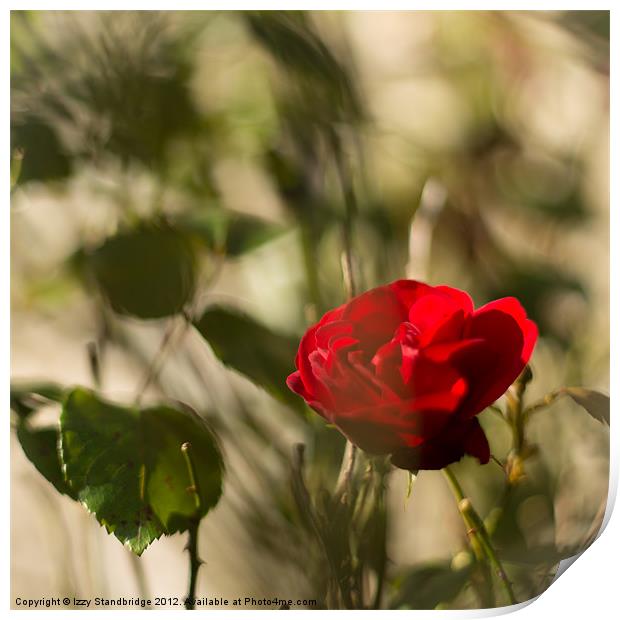 Red rose on the wall Print by Izzy Standbridge